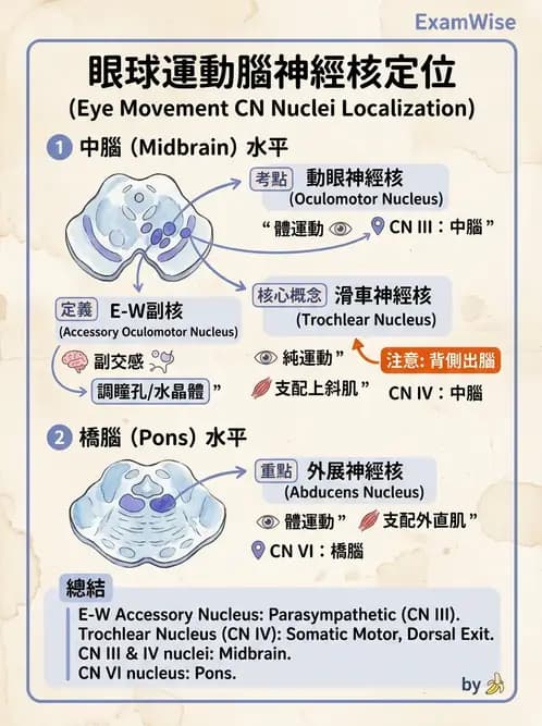 驗光師 - 眼部腦神經解剖與麻痺 - AI 圖文解析預覽