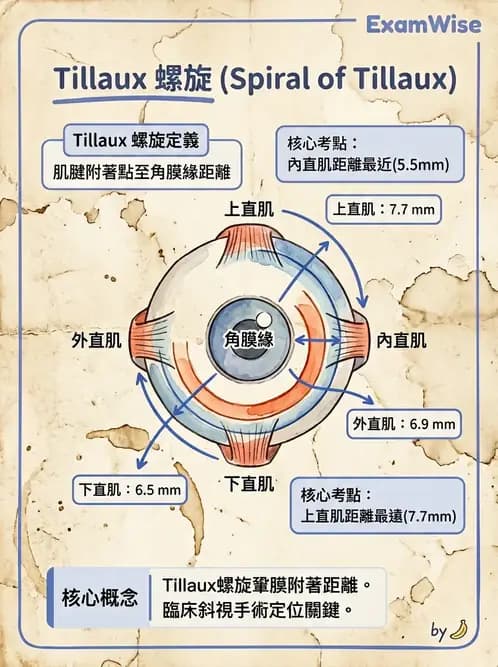 驗光師 - 眼外肌與眼球運動 - AI 圖文解析預覽