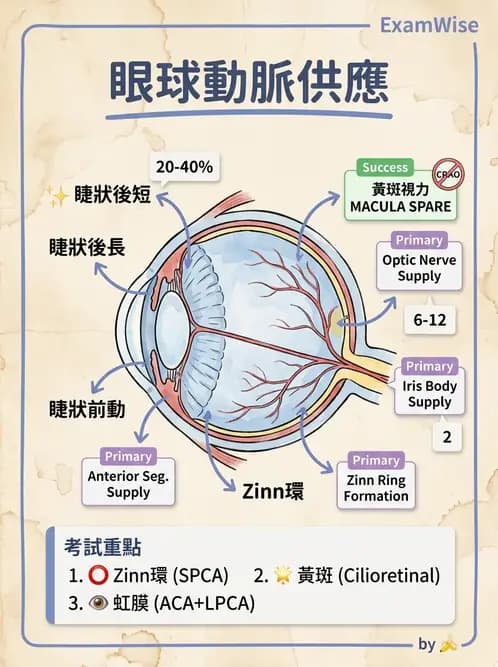 驗光師 - 眼循環系統 - AI 圖文解析預覽