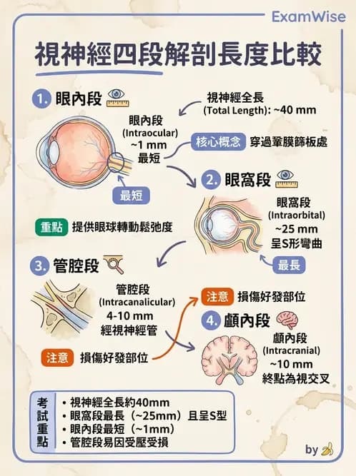 驗光師 - 眼部腦神經解剖與麻痺 - AI 圖文解析預覽