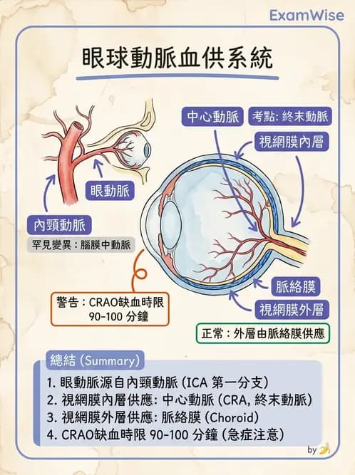 驗光師 - 眼循環系統 - AI 圖文解析預覽