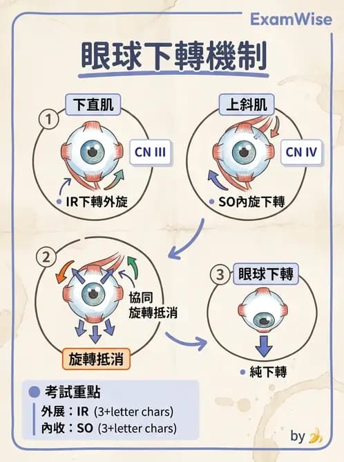 驗光師 - 眼外肌與眼球運動 - AI 圖文解析預覽
