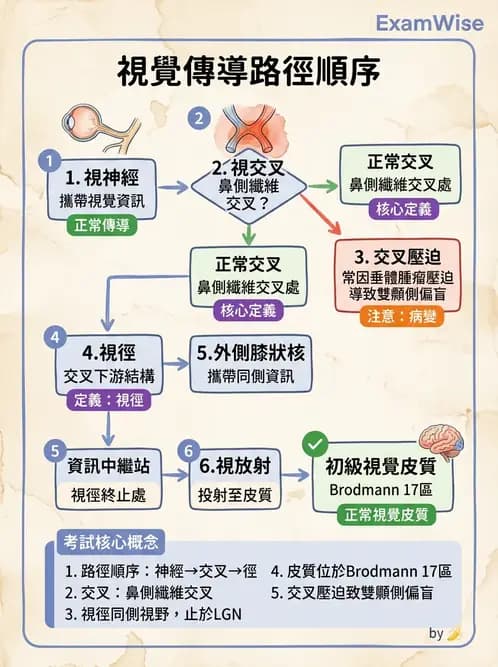 驗光師 - 視覺神經傳導系統 - AI 圖文解析預覽