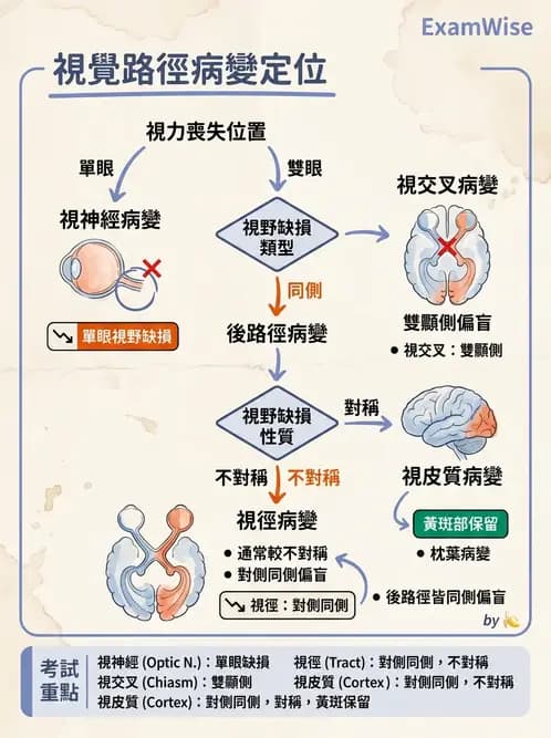 驗光師 - 視覺神經傳導系統 - AI 圖文解析預覽
