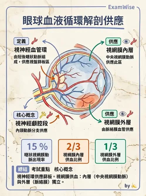 驗光師 - 眼循環系統 - AI 圖文解析預覽