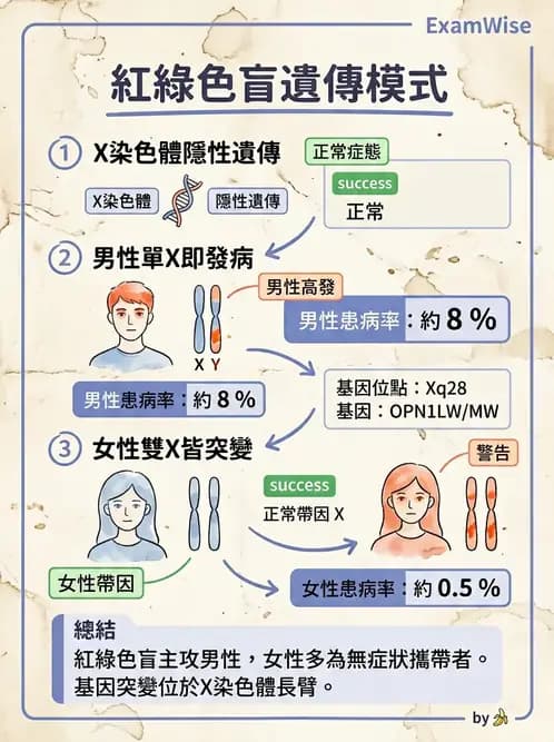 驗光師 - 對比敏感度與色覺檢查 - AI 圖文解析預覽