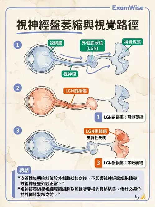 驗光師 - 斜弱視與神經眼科 - AI 圖文解析預覽
