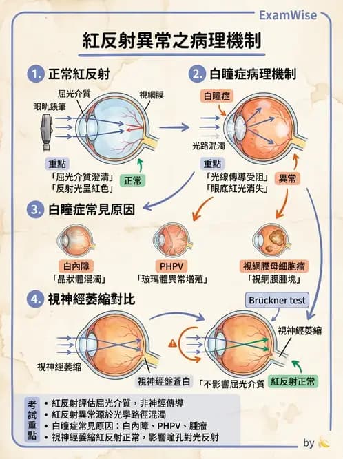 驗光師 - 斜弱視與神經眼科 - AI 圖文解析預覽