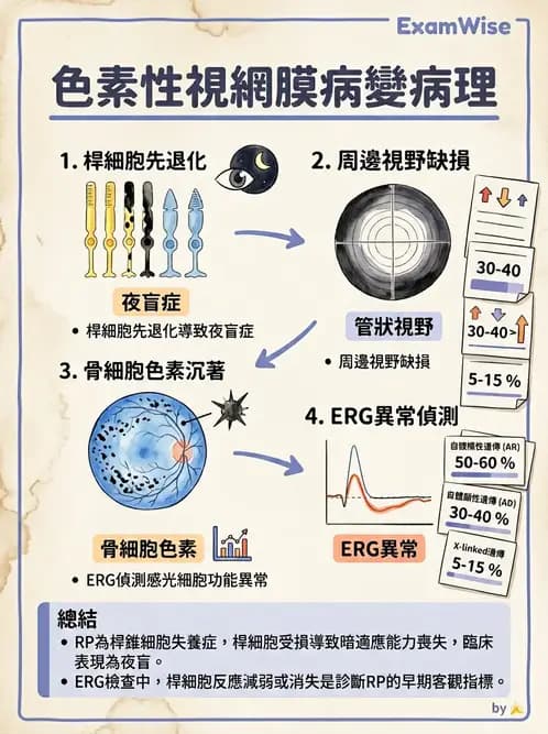 驗光師 - 遺傳性視網膜及色素疾病 - AI 圖文解析預覽