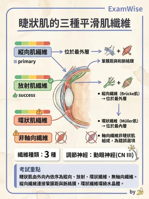驗光師 - 眼球中層與前房 - AI 圖文解析預覽