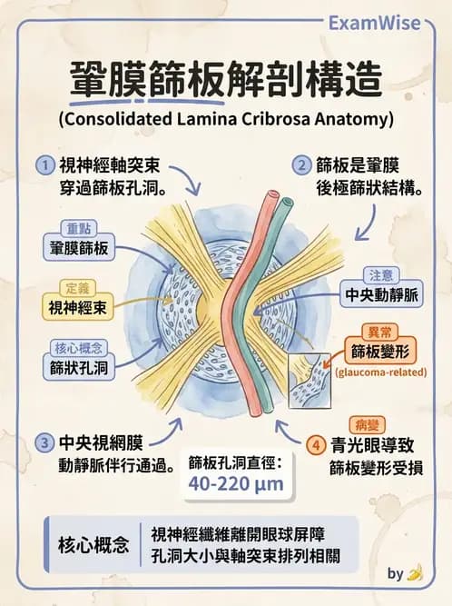 驗光師 - 眼球外層構造 - AI 圖文解析預覽