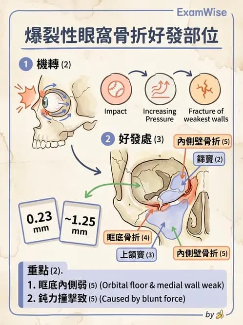 驗光師 - 眼窩骨骼與開口解剖 - AI 圖文解析預覽