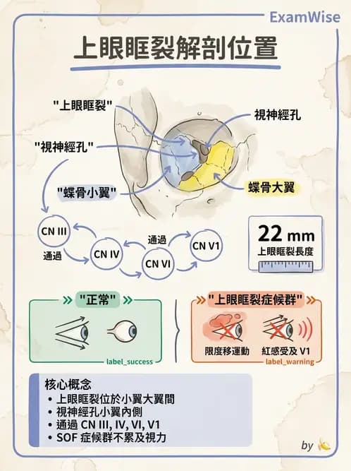 驗光師 - 眼窩骨骼與開口解剖 - AI 圖文解析預覽