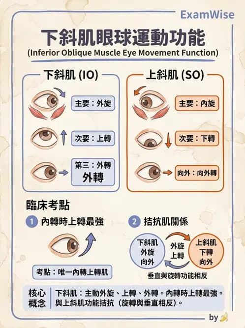 驗光師 - 眼外肌與眼球運動 - AI 圖文解析預覽