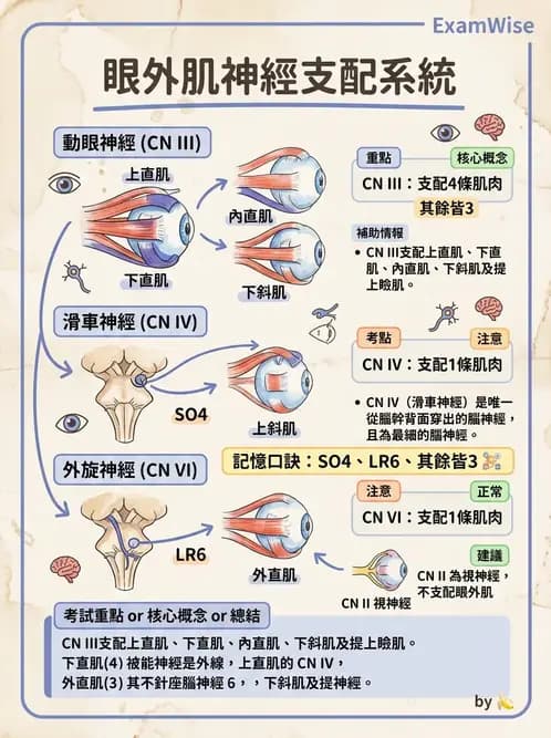 驗光師 - 眼部腦神經解剖與麻痺 - AI 圖文解析預覽