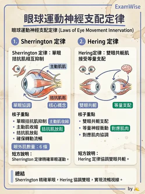 驗光師 - 眼外肌與眼球運動 - AI 圖文解析預覽