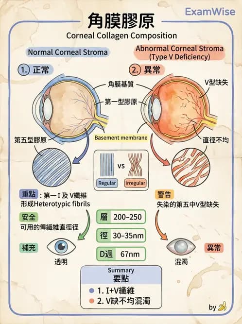 驗光師 - 眼球外層構造 - AI 圖文解析預覽