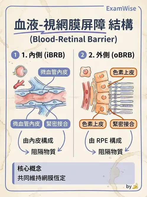 驗光師 - 視網膜 - AI 圖文解析預覽