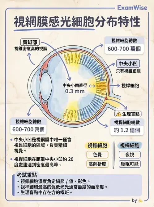 驗光師 - 視網膜 - AI 圖文解析預覽