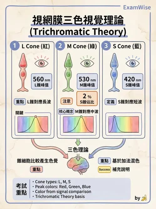 驗光師 - 視覺生理與檢查 - AI 圖文解析預覽