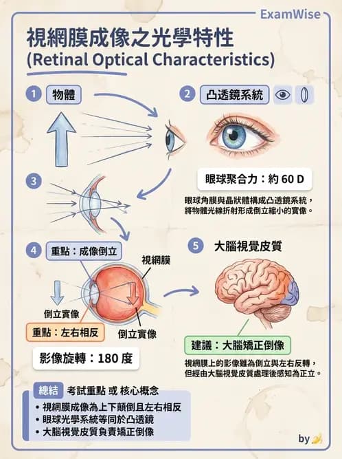 驗光師 - 視覺生理與檢查 - AI 圖文解析預覽