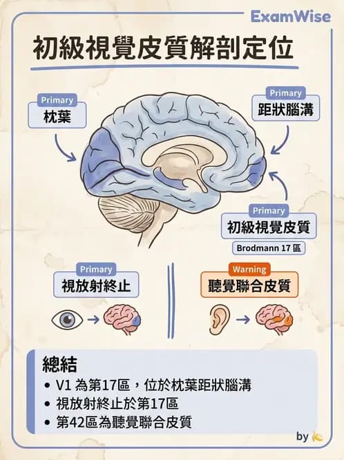 驗光師 - 視覺神經傳導系統 - AI 圖文解析預覽
