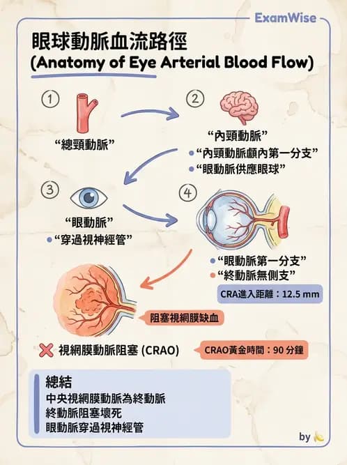 驗光師 - 眼循環系統 - AI 圖文解析預覽
