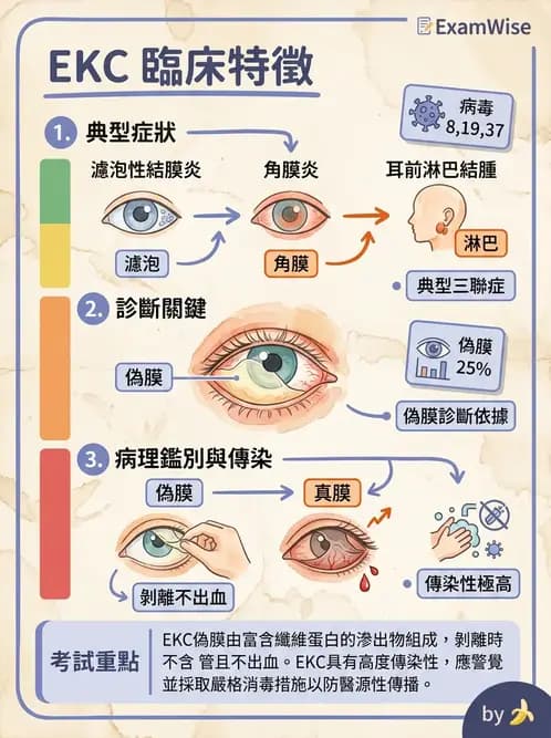 驗光師 - 感染性角結膜炎 - AI 圖文解析預覽