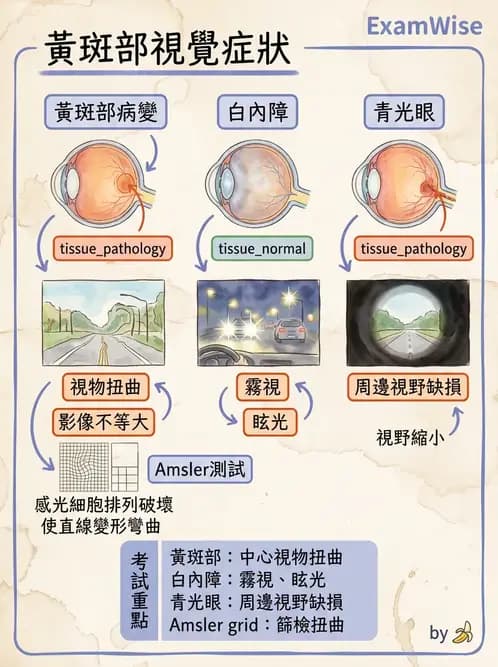 驗光師 - 老年性黃斑部及眼部退化疾病 - AI 圖文解析預覽