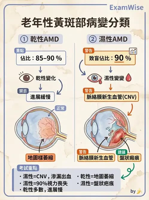 驗光師 - 老年性黃斑部及眼部退化疾病 - AI 圖文解析預覽