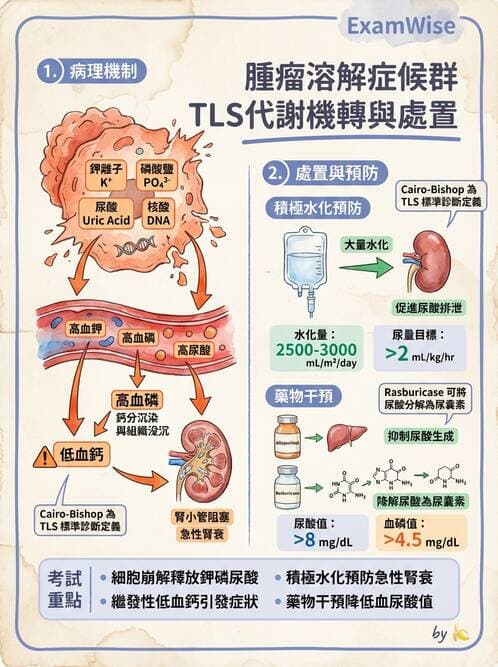 護理師 - 兒童血液與腫瘤疾病 - AI 圖文解析預覽