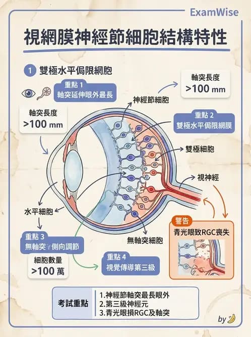 驗光生 - 視網膜組織結構與感光細胞 - AI 圖文解析預覽