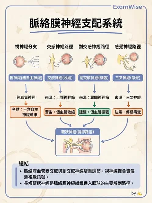 驗光生 - 眼部血液供應、脈絡膜與玻璃體 - AI 圖文解析預覽