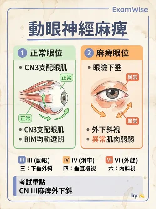 驗光生 - 眼外肌解剖與運動神經支配 - AI 圖文解析預覽