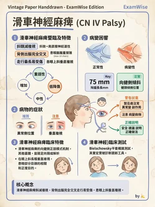 驗光生 - 眼外肌解剖與運動神經支配 - AI 圖文解析預覽