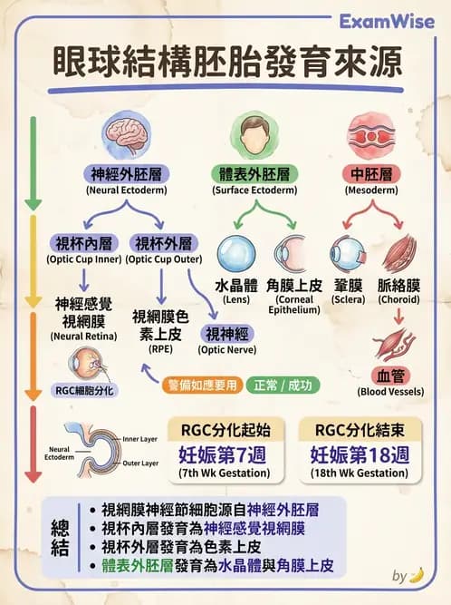 驗光生 - 眼球胚胎發育 - AI 圖文解析預覽