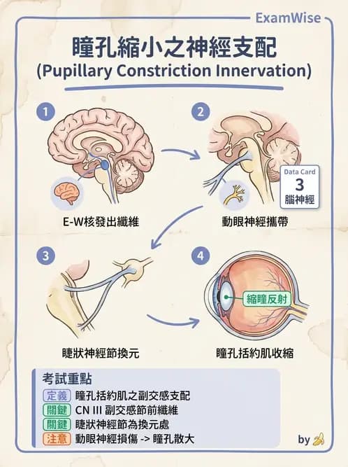 驗光生 - 視覺傳導路徑與瞳孔反射 - AI 圖文解析預覽