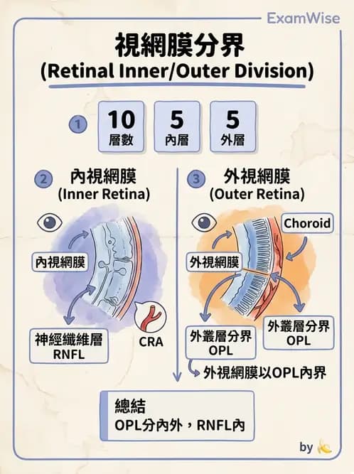 驗光生 - 視網膜組織結構與感光細胞 - AI 圖文解析預覽