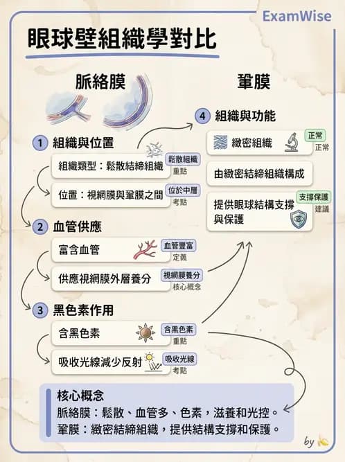 驗光生 - 眼部血液供應、脈絡膜與玻璃體 - AI 圖文解析預覽