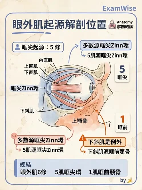 驗光生 - 眼外肌解剖與運動神經支配 - AI 圖文解析預覽