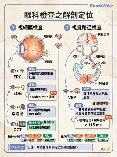 驗光生 - 視覺功能、視野與電生理檢查 - AI 圖文解析預覽