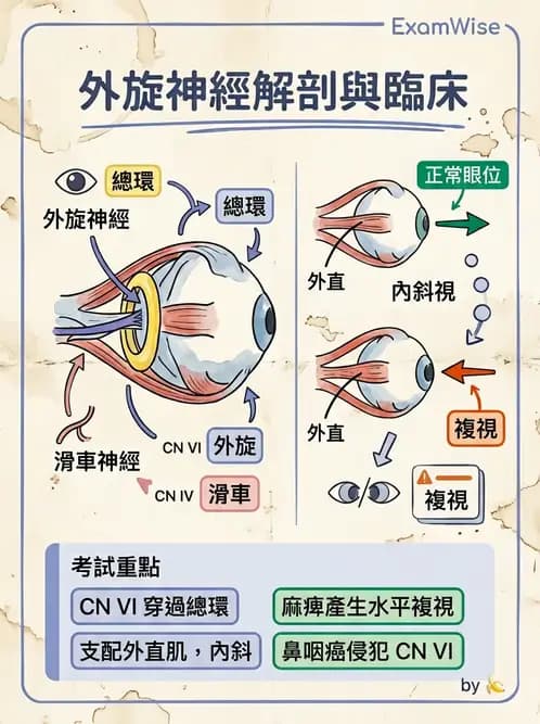 驗光生 - 眼外肌解剖與運動神經支配 - AI 圖文解析預覽