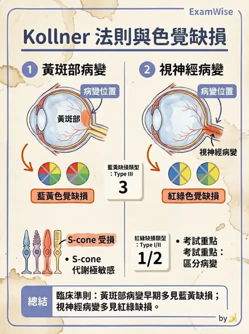 驗光生 - 視覺功能、視野與電生理檢查 - AI 圖文解析預覽