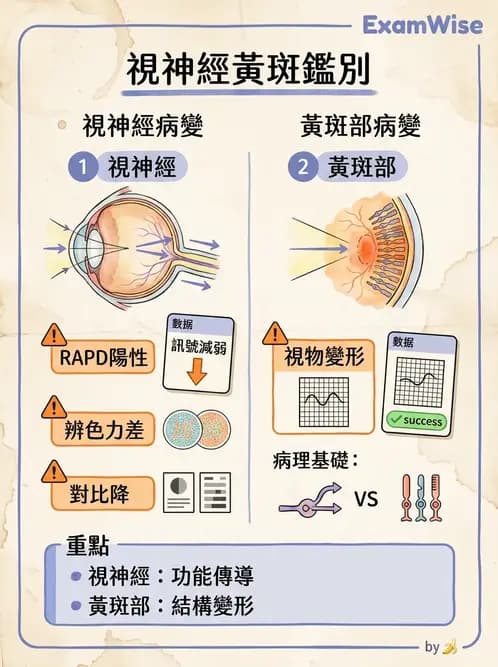 驗光生 - 全身性疾病眼部表現與神經眼科 - AI 圖文解析預覽