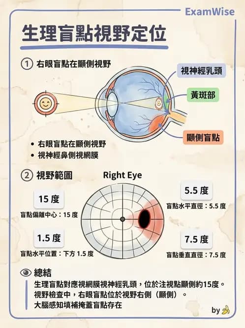 驗光生 - 針孔視力、色覺與視野篩檢 - AI 圖文解析預覽