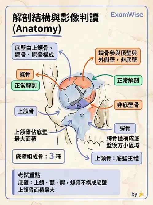 驗光生 - 眼窩骨解剖、眼瞼與結膜 - AI 圖文解析預覽
