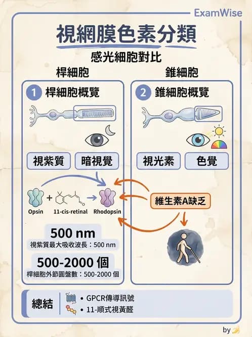 驗光生 - 視網膜組織結構與感光細胞 - AI 圖文解析預覽