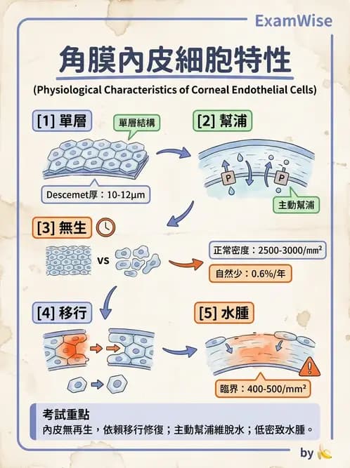 驗光生 - 角膜與鞏膜 - AI 圖文解析預覽