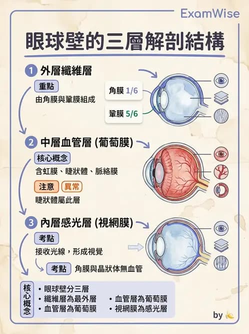 驗光生 - 角膜與鞏膜 - AI 圖文解析預覽