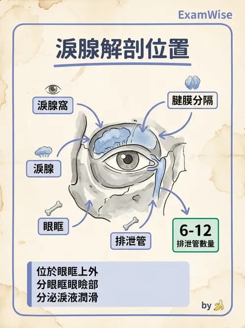 驗光生 - 淚器系統解剖與生理 - AI 圖文解析預覽